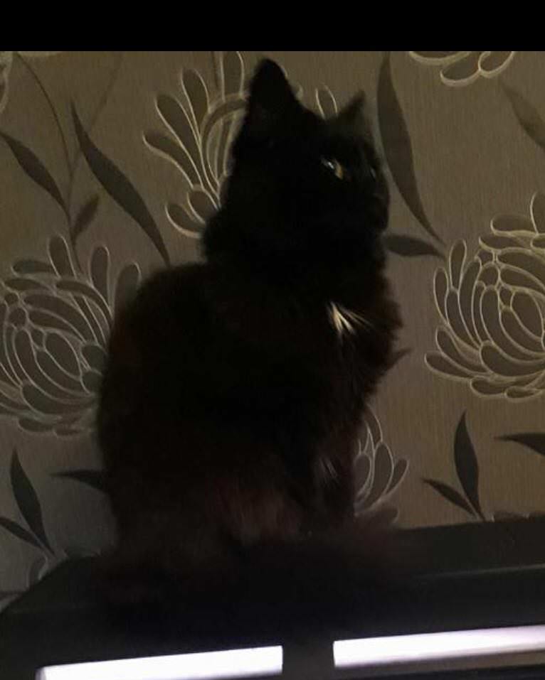 Sooty looking at the camera