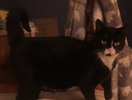 Treacle
