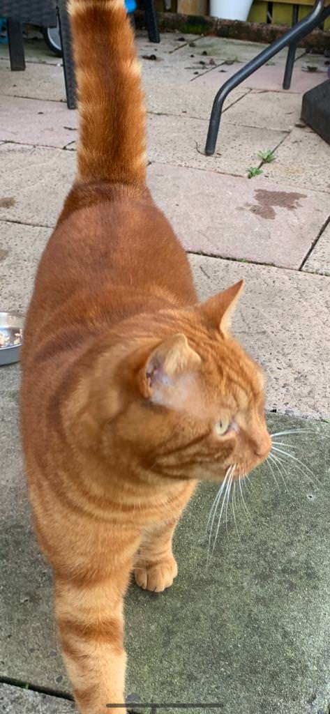 Ginger walking outside