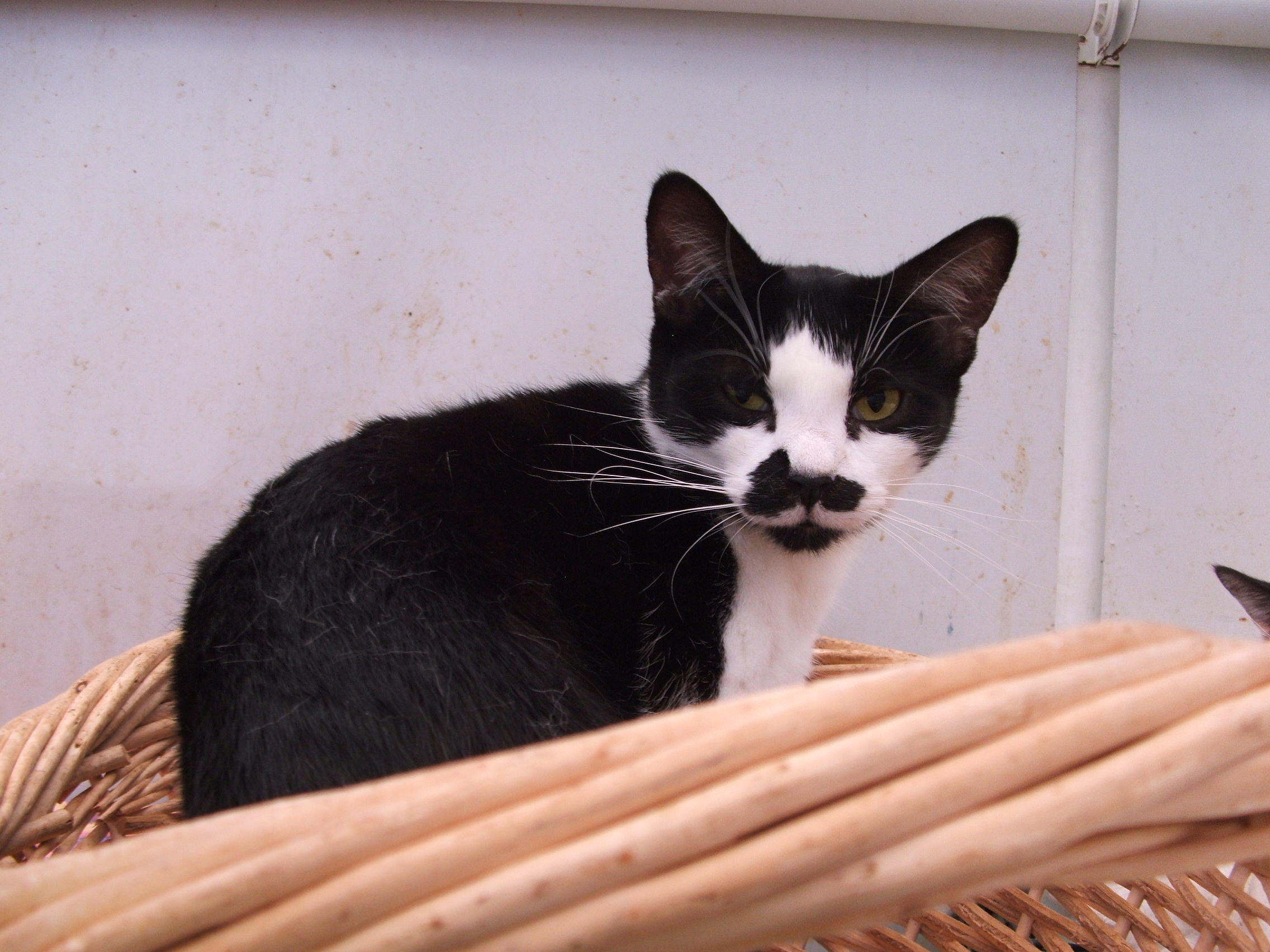 Bill getting comfy in a basket