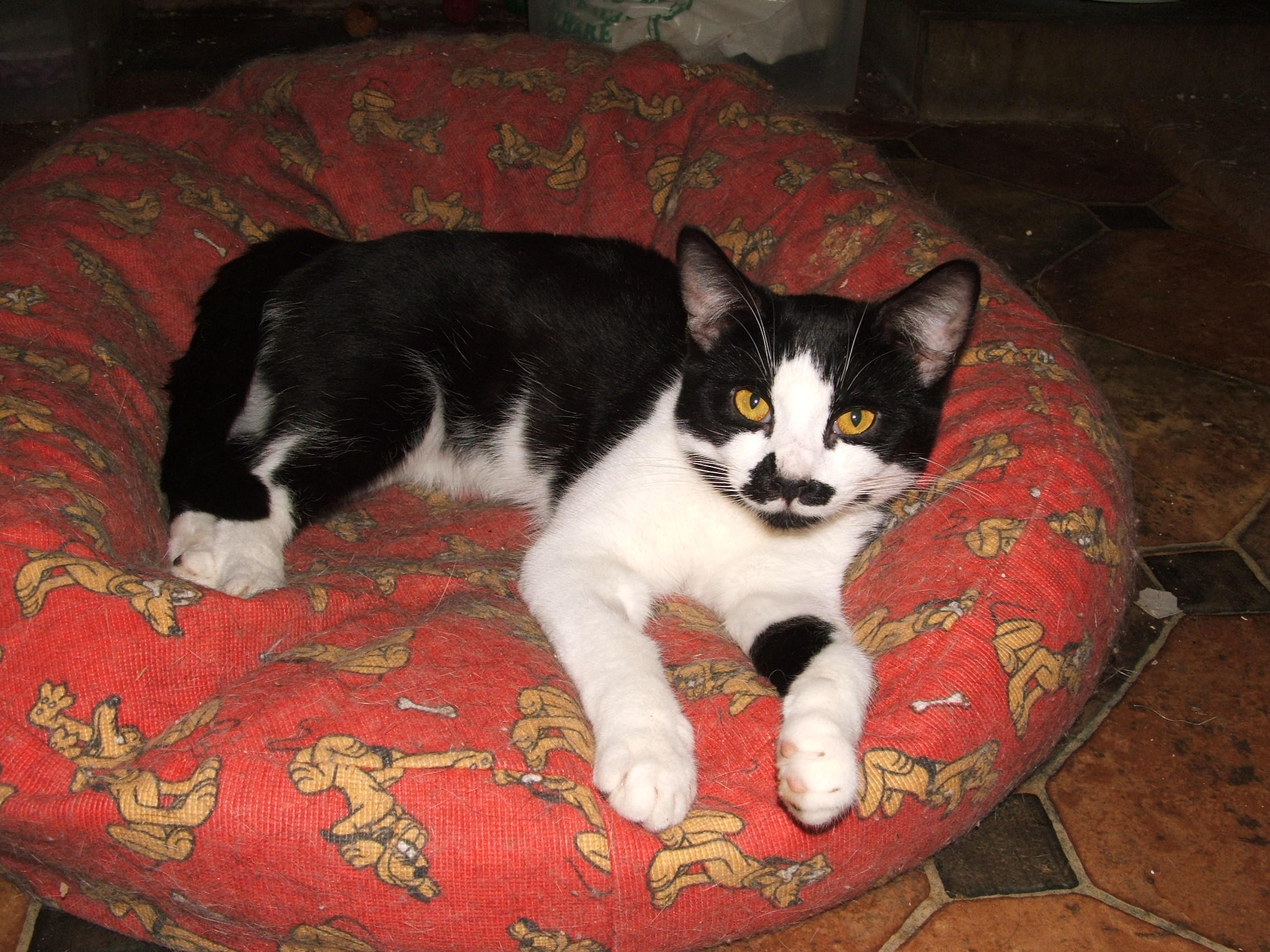 Bill lying on a bean bag