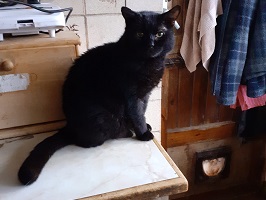 Blackie