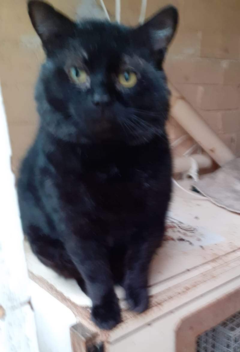Blackie sat up looking at the camera