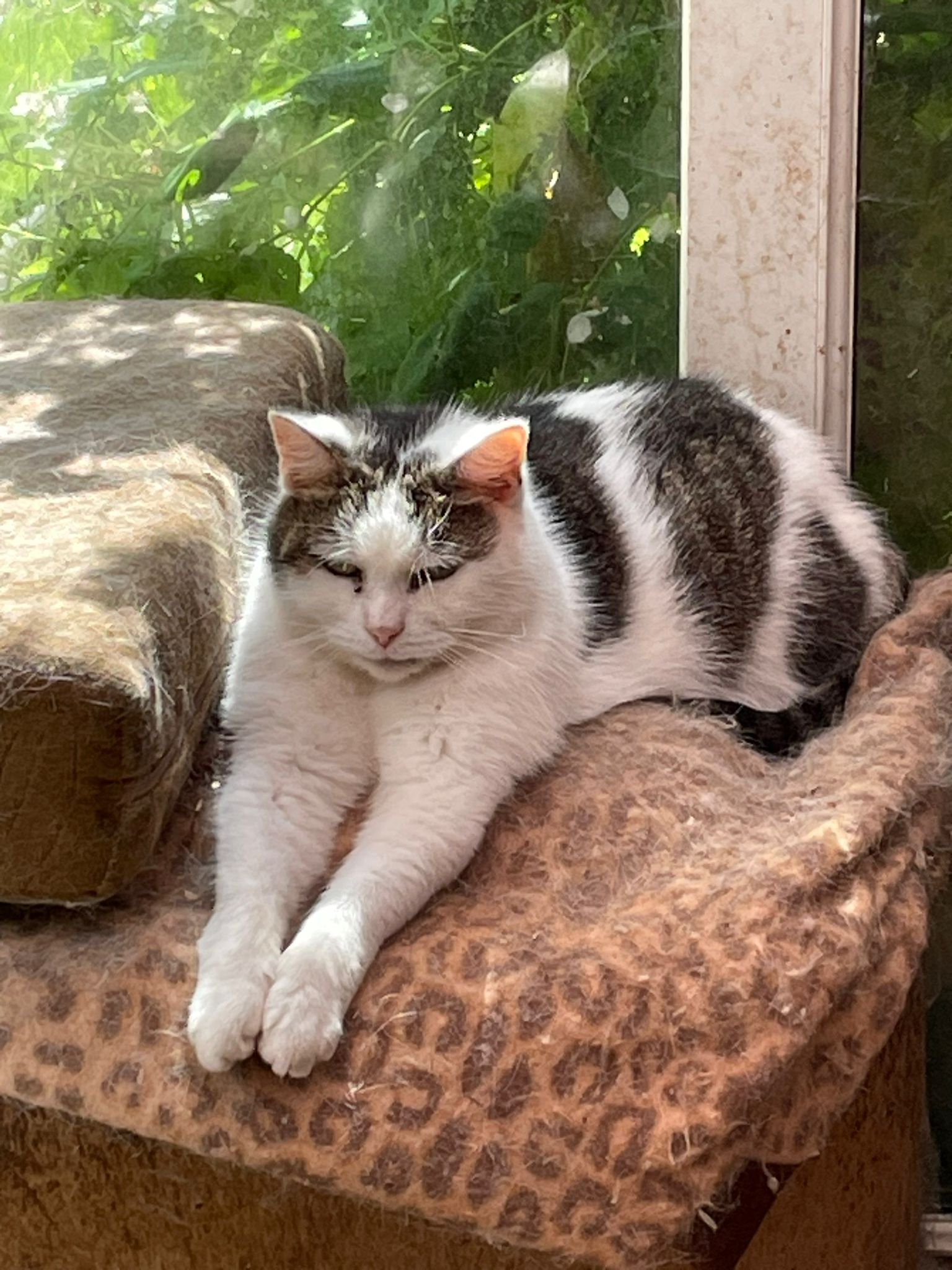 Griff lying with his front legs stretched out