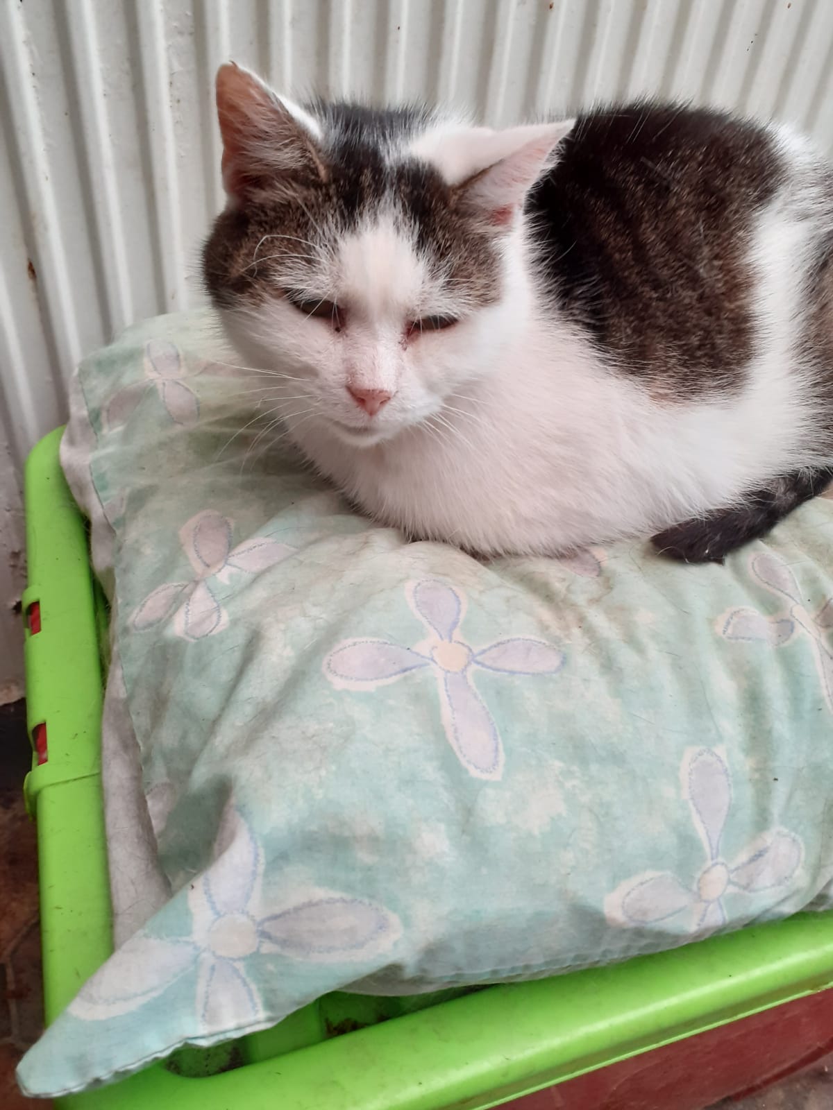 Griff sat on a pillow by a radiator