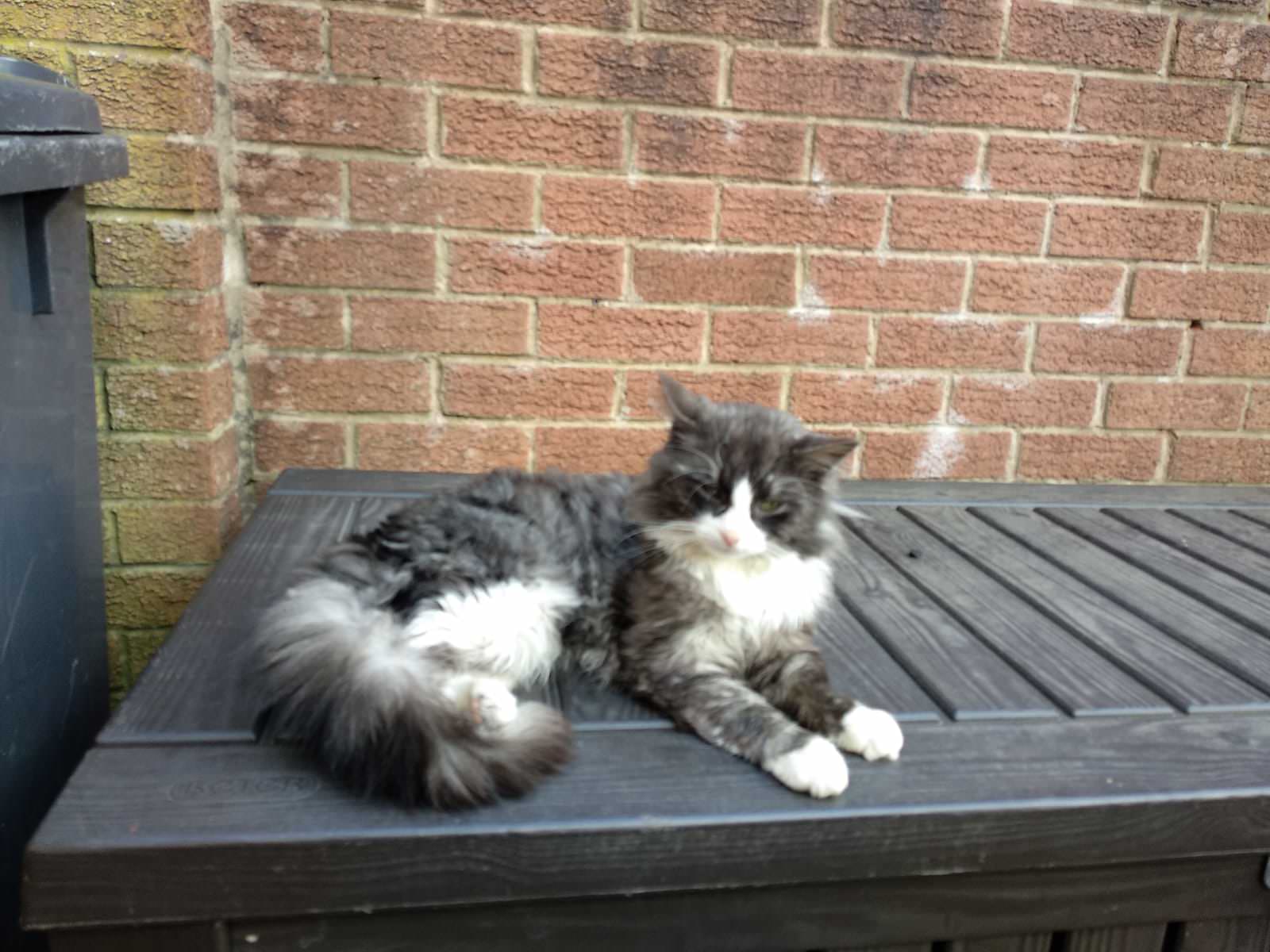Honey lying outside