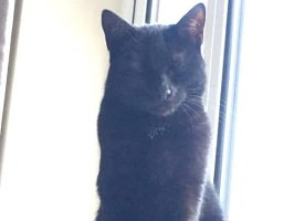 House cat