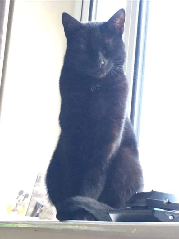Cat sat on the windowsill