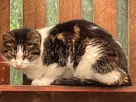 Max