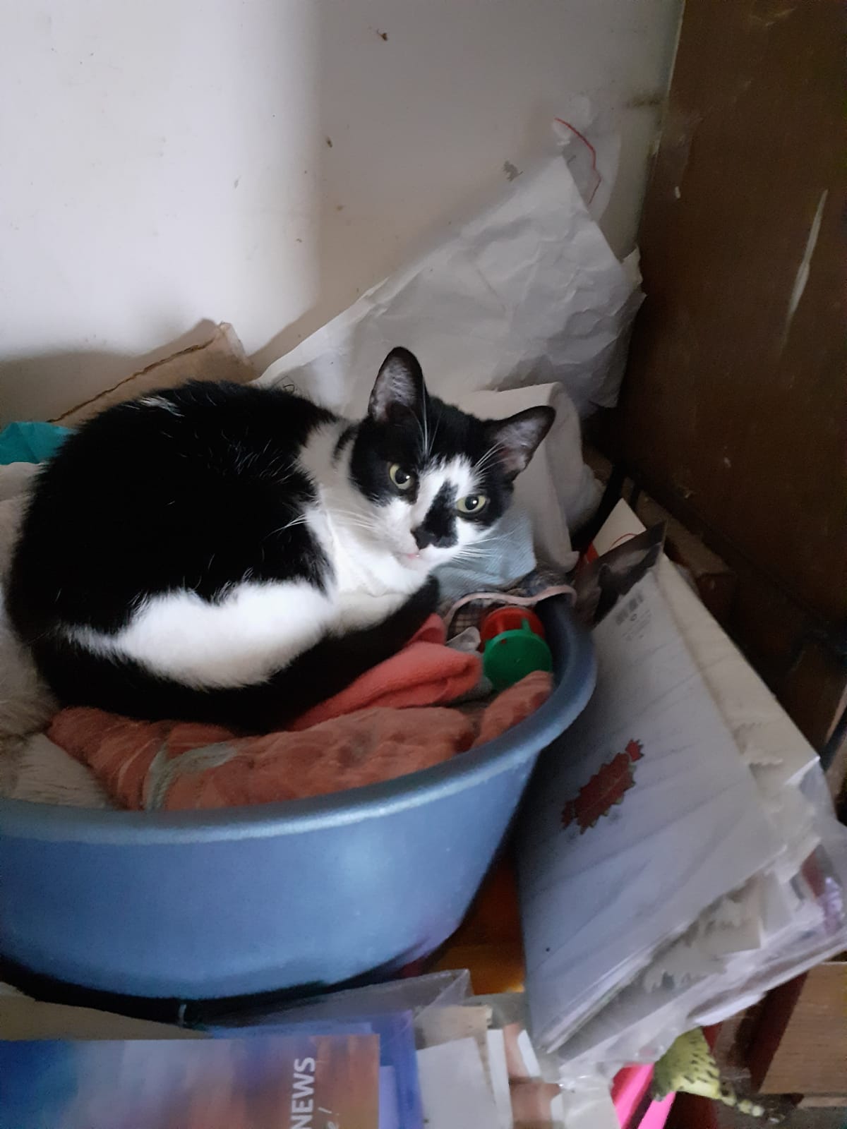Oozo curled up on some clean fabrics
