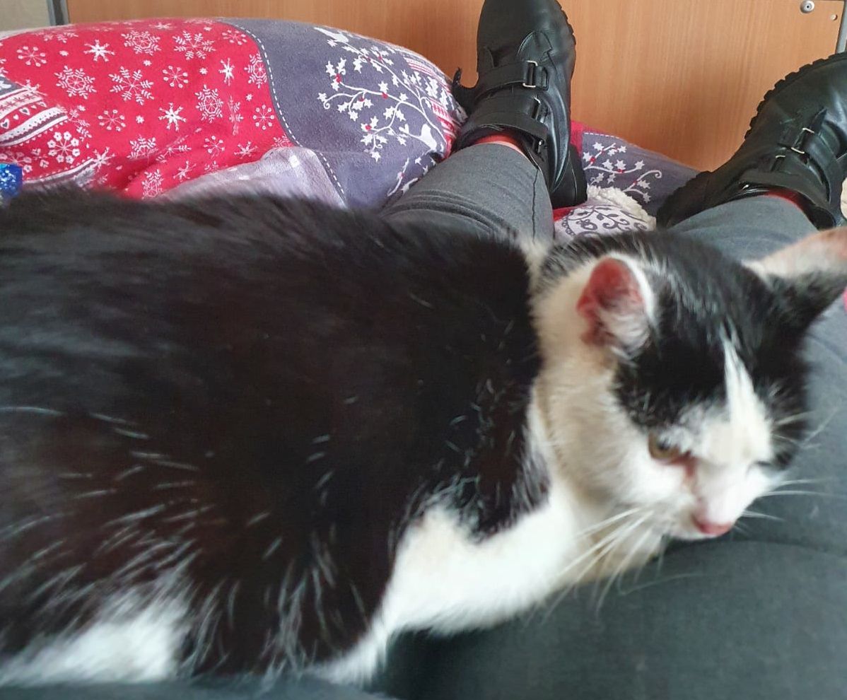 Teddy lying on a lap