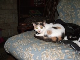 Tilly