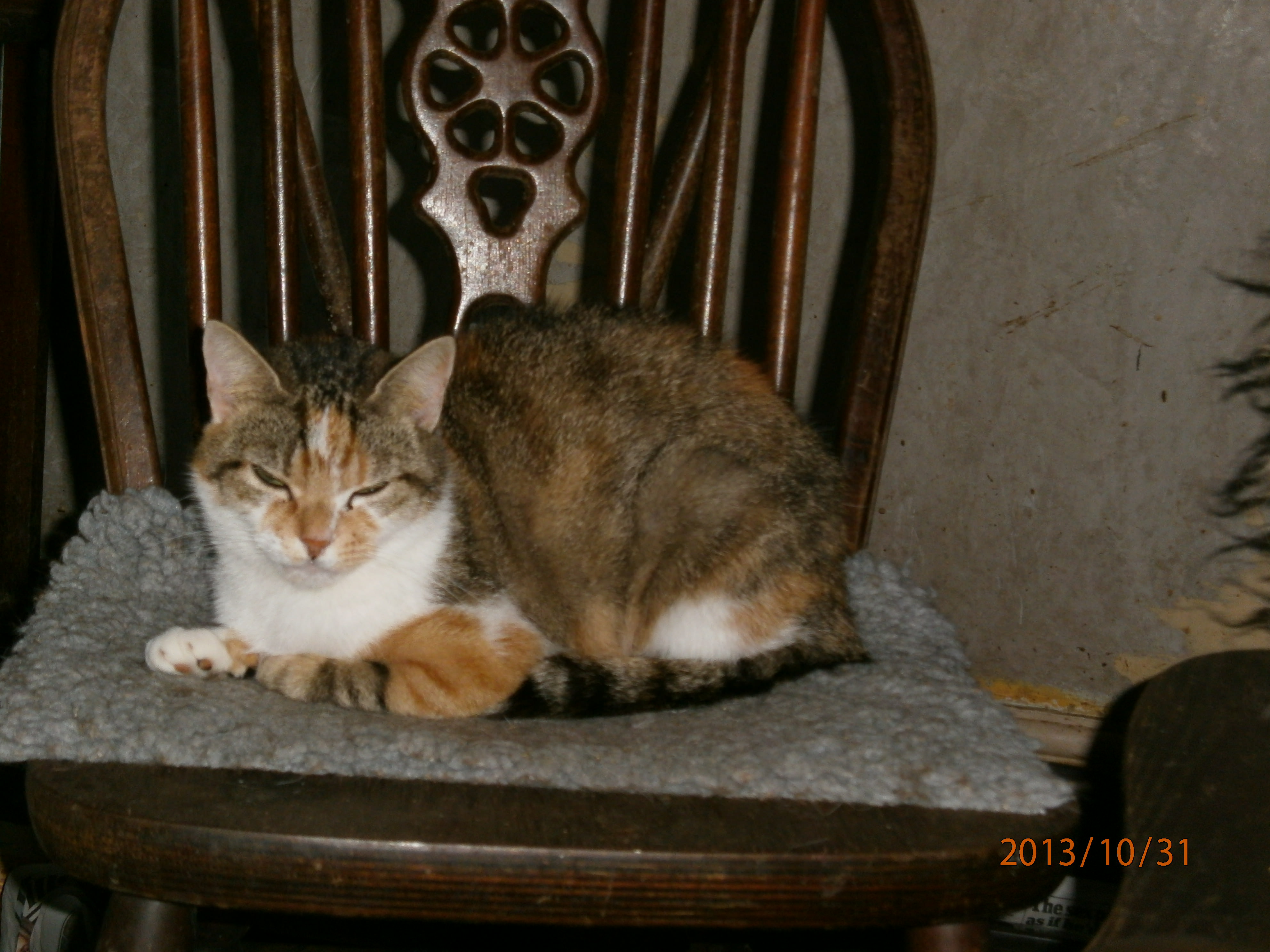 Twix comfortable on a chair